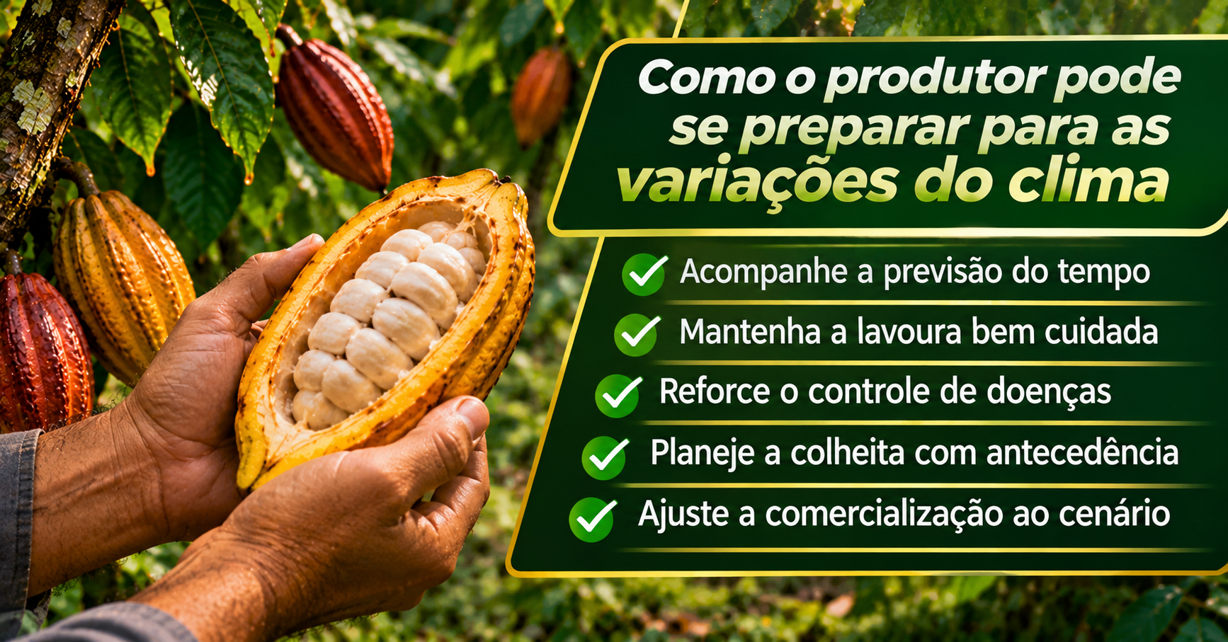 Clima e Cacau: Como Chuva, Seca e Doenças Podem Alterar o Mercado